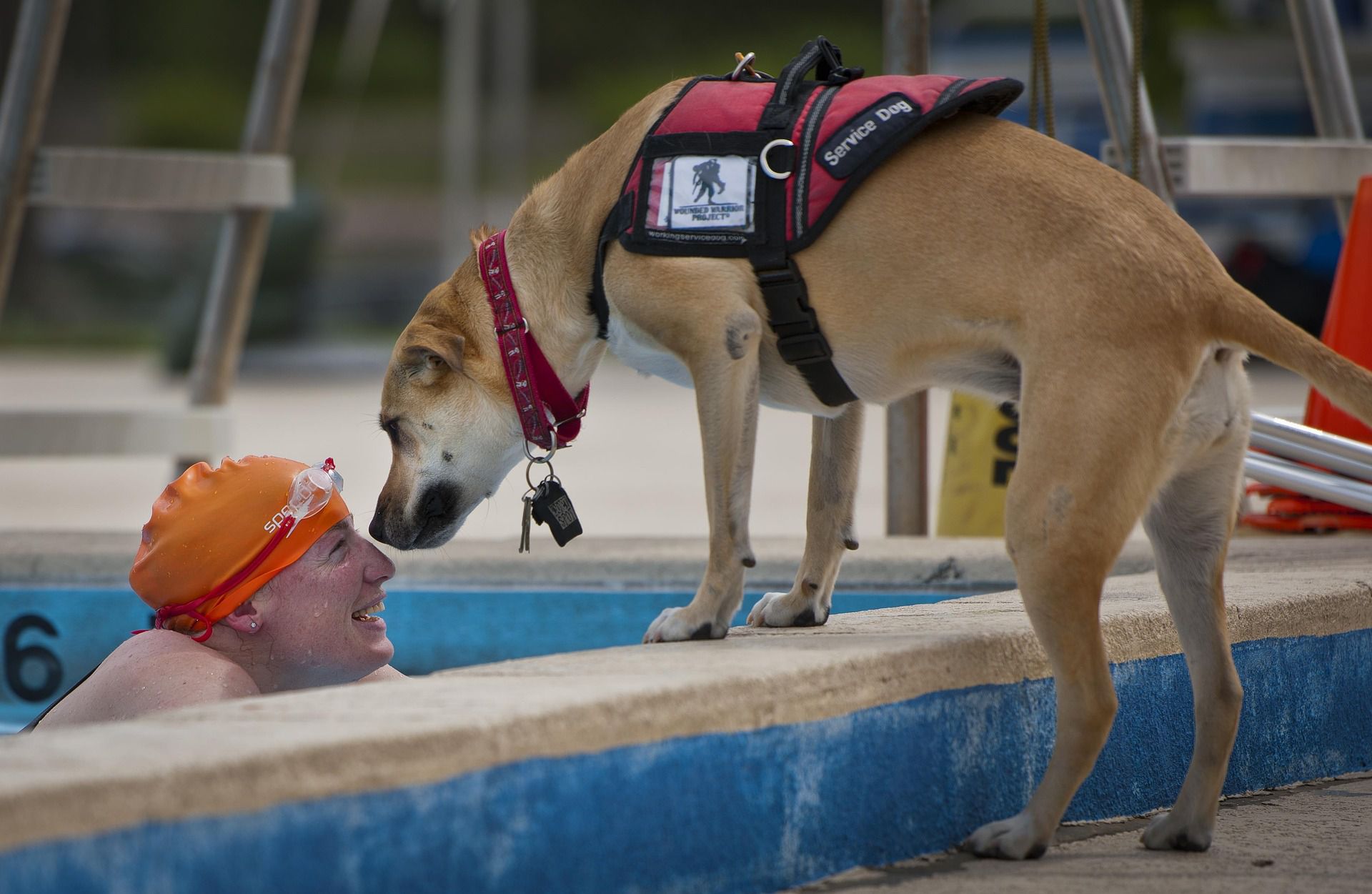 Handi&rsquo;chiens : des chiens au secours des personnes handicapées